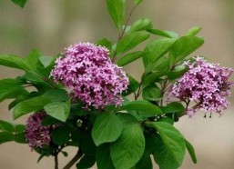 丁香六月激情国产,丁香六月的辉煌篇章